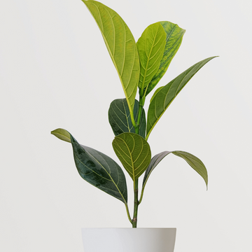 Red jackfruit tree plant
